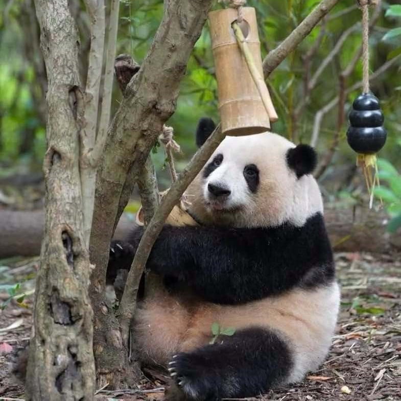 Đi du lịch chỉ để ngắm loài vật đáng yêu nhất thế giới
