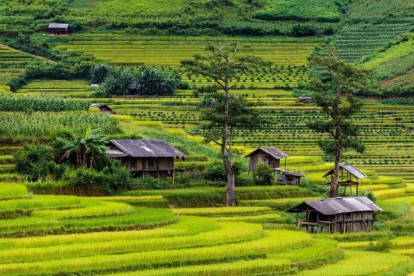 mu-cang-chaiHinh-anh-145
