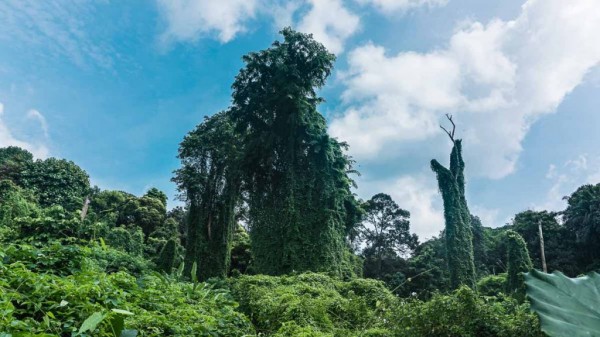 singaporeAvatar-Trees---Bukit-Brown